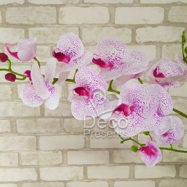 Ветка с цветами Орхидеи тигровая №41