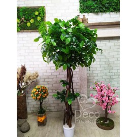 Декоративное дерево фикус зеленый 170 см