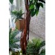 Декоративне дерево Фікус 2,4 м