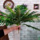 Лист пальмы в форме куста 60 см