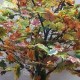 Осеннее дерево №07 с желтыми листьями клёна