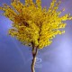 Декоративное дерево из желтых цветов