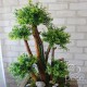 Бонсай №25 настольное декоративное самшитовое дерево
