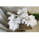 Ветки с белыми листьями фикуса для декора