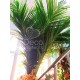 Декоративна пальма №11 кокосова 2,8 метра