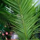 Пальма декоративная №11 кокосовая 2,8 метра