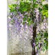 Дерево із квітів Гліцинія висота 200 см