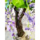 Дерево із квітів Гліцинія висота 200 см