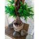 Декоративне дерево штучний самшит 120 см
