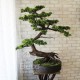 Декоративное дерево бонсай №50 для интерьера кафе