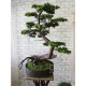 Декоративне дерево бонсай №50 для інтер'єру кафе