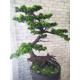 Декоративне дерево бонсай №50 для інтер'єру кафе