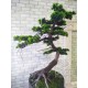 Декоративное дерево бонсай №50 для интерьера кафе
