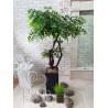 Дерево декоративне №119 у вазоні