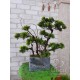 Декоративне настільне дерево бонсай №05-04