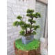 Декоративное настольное дерево бонсай №05-04