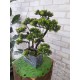 Декоративне настільне дерево бонсай №05-04