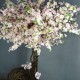 Сакура Розовая декоративное дерево высота 1,9 м