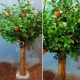 Декоративна яблуня дерево для фотозони