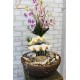 Настільний фонтан з квітами орхідеї.