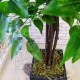 Фикус Бенджамина искусственное дерево 1,5 метра