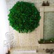 Вертикальное озеленение зеленые фито-стены