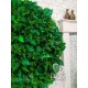 Вертикальне озеленення зелені фіто-стіни