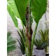 Пальма банановая искусственная 160 см