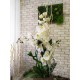 Композиция №24 из белых цветов Орхидеи