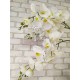Композиция №24 из белых цветов Орхидеи