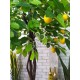 Декоративне дерево із плодами лимона 120 см