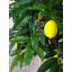 Декоративное лимонное дерево 1,8 метра с плодами