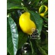 Декоративне лимонне дерево 1,8 метра з плодами