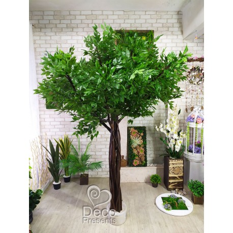 Большое дерево фикус 2,2 м для торгового центра