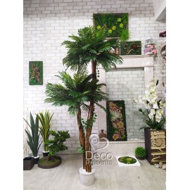 Пальма подвійна декоративна заввишки 2 метри