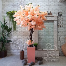 Дерево сакура 2 метри із квітів персикового кольору.