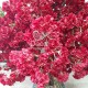 Дерево із квітів бордової сакури для кафе.