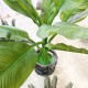 Штучна рослина «Бананова пальма» 115 см