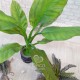 Искусственное растение «Банановая пальма» 115 см
