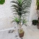 Искусственное растение «Пальма юкка» (большая) №2