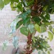 Штучна рослина «Фікус» 180 см
