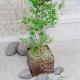 Штучна рослина «Бамбук» 220 см