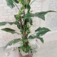 Экзотическое растение с лианами №02