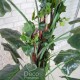 Экзотическое растение с лианами №02