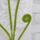 Экзотическое растение «Усы папоротника» (для вазы)