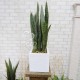 Искусственное растение «Сансевиерия» 70 см
