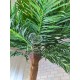 Пальма декоративна пряма заввишки 3 метри