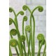 Экзотическое растение «Усы папоротника» (для вазы)