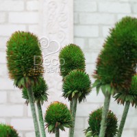 Декоративное растение «Тройной зеленый сухоцвет» (для вазы)