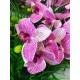 Орхидея искусственная ветка №10